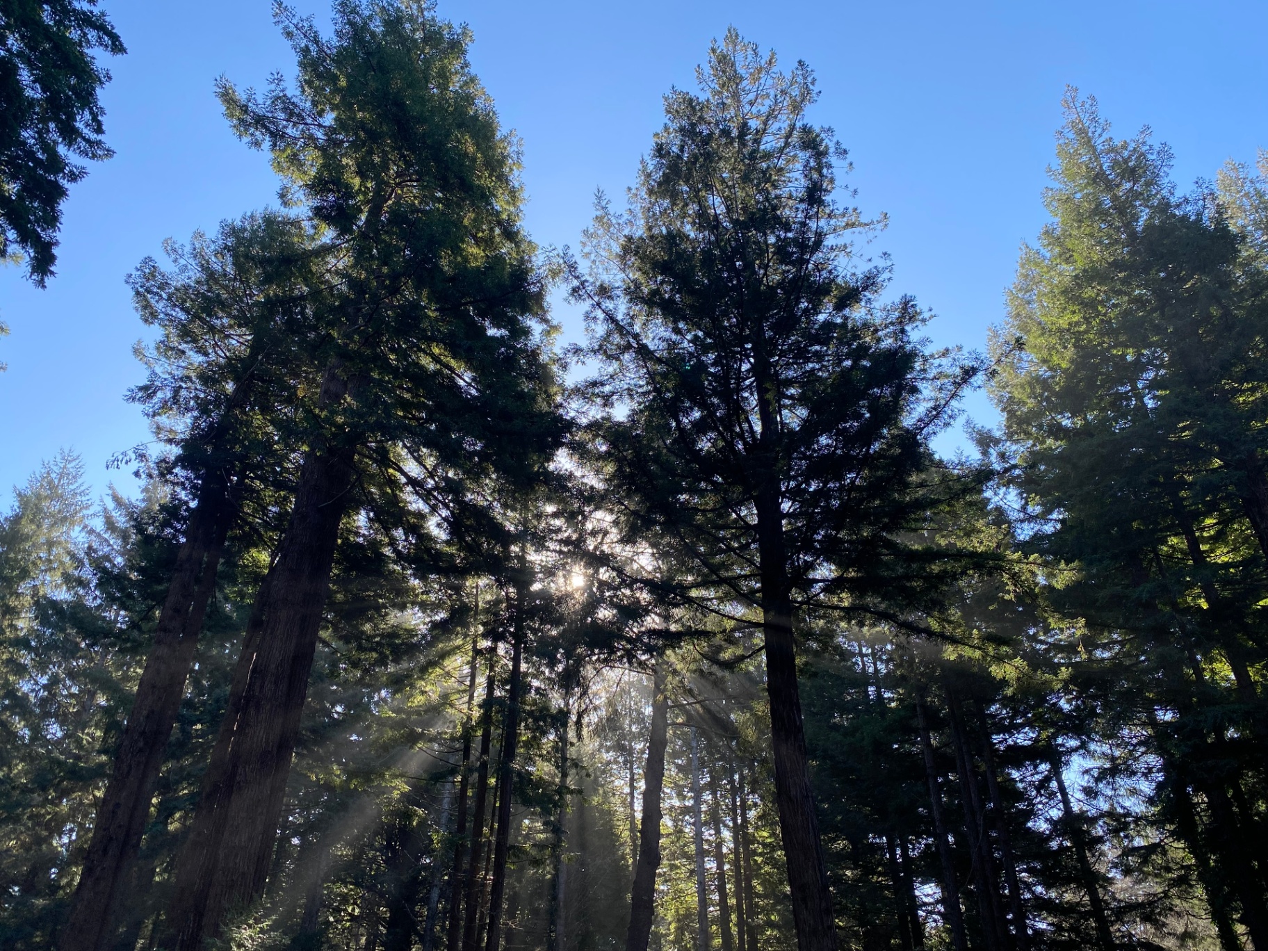 Sunlight streaming through a redwood grove